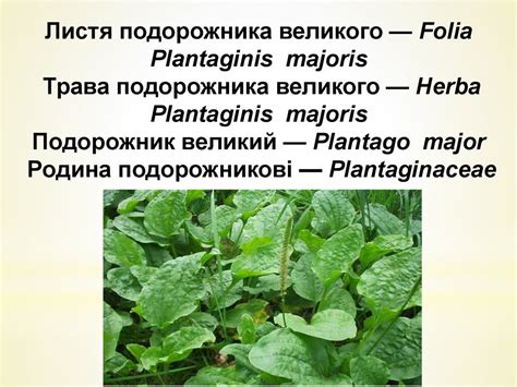 Лікарські рослини, які містять полісахариди - презентация онлайн