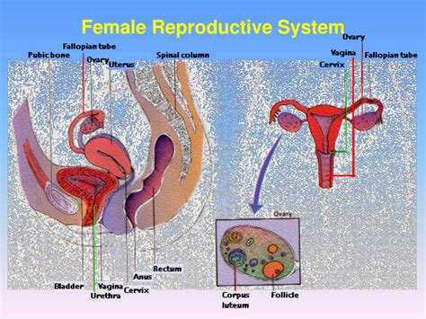 Ppt Reproduction In Humans Spermatogenesis Oogenesis Conception