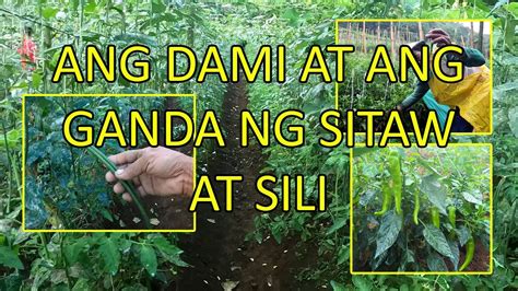 Ang Dami At Ang Ganda Ng Sitaw At Sili Youtube