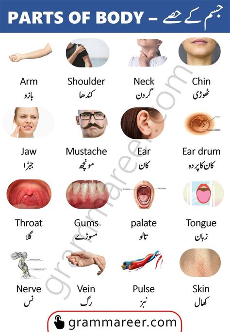 Parts Of Body Names Vocabulary In Urdu Artofit