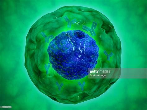 Cell Nucleus With Chromosome The Cell Nucleus Helps Control Eating Movement And Reproduction