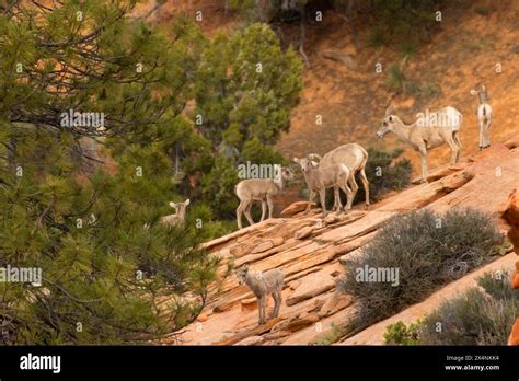 Desert Bighorn Sheep Ovis Canadensis Nelsoni Zion National Park