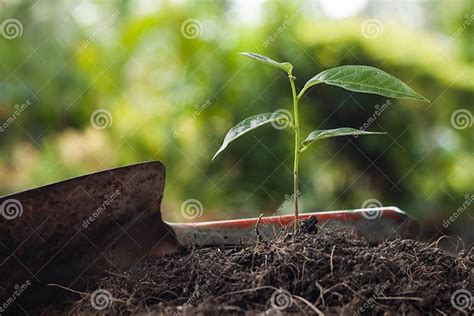 Young Plant Growing On Brown Soil With Shovel Stock Photo Image Of