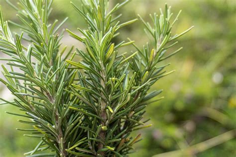 Romarin Bienfaits Et Vertus Pour La Sant