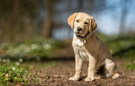 7 races de chiens idéales pour les familles actives Conseils