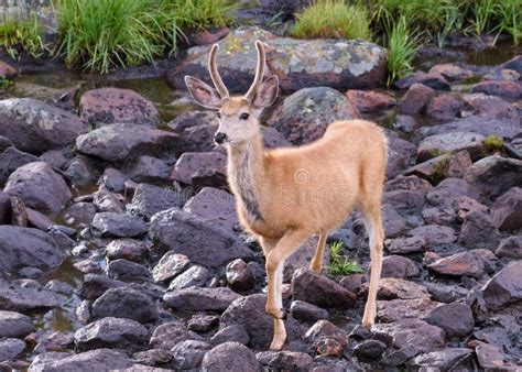 Young Mule Deer Buck At A Watering Hole Wild Deer On The High P Stock