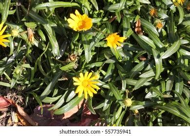 Gazania Linearis Treasure Flower Clump Forming Stock Photo