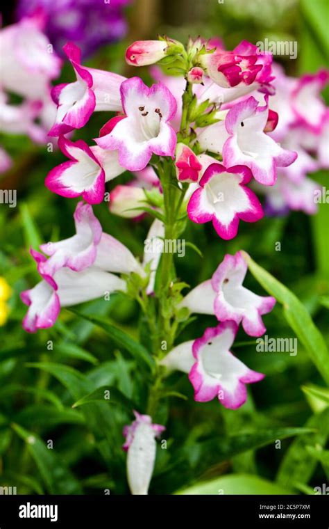 Penstemon ‘pensham Laura Stock Photo Alamy