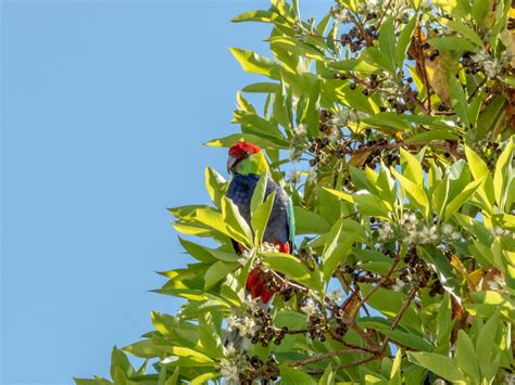 The 𝙛𝙡𝙪𝙛𝙛𝙞𝙚𝙨𝙩 Baby Red Capped Parrot Having A Bath Raustralianbirds