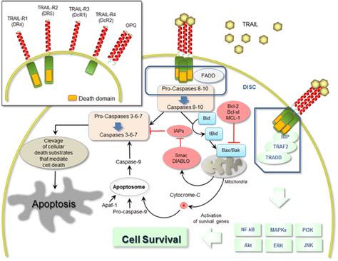 Schematic Representation Of Trail Signalling Pathways The Picture Is A