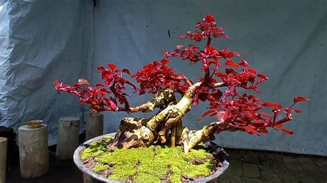 Proses Pengangkatan Bonsai Red Panama Dari Ground Ke Pot YouTube