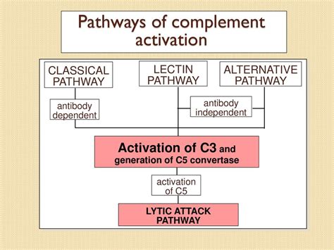 Complement Functions اپسونیزاسیون و فاگوسیتوز تحریک پاسخ های التهابی Ppt Download