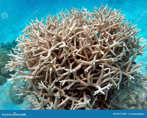 Staghorn Coral Stock Photo | CartoonDealer.com #247182