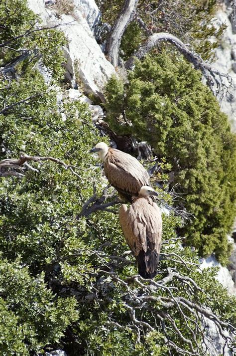 Griffon Vultures Perching Stock Image C Science Photo Library