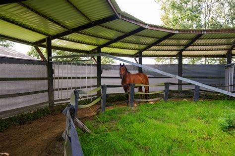 Halo Zouttherapie Voor Paarden