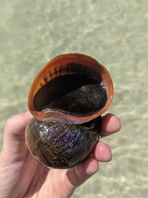 Snail identification : r/AquaticSnails