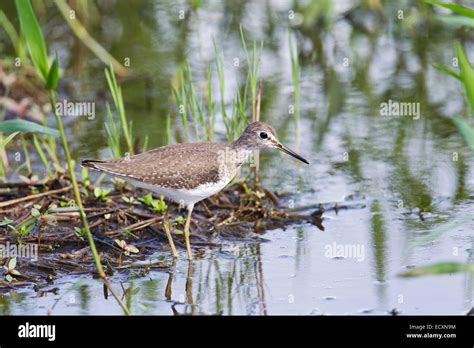 Solitary Sandpiper Tringa Solitaria Wader Single Bird Walking In