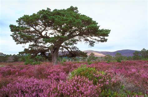 Scottish Highlands Heather Telegraph