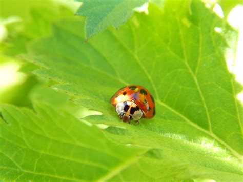 Ladybug Wallpaper Desktop Wallpapersafari