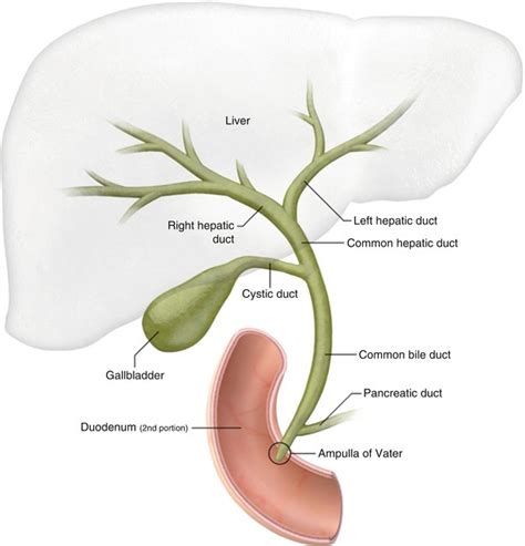 Gallstones Diagram Quizlet