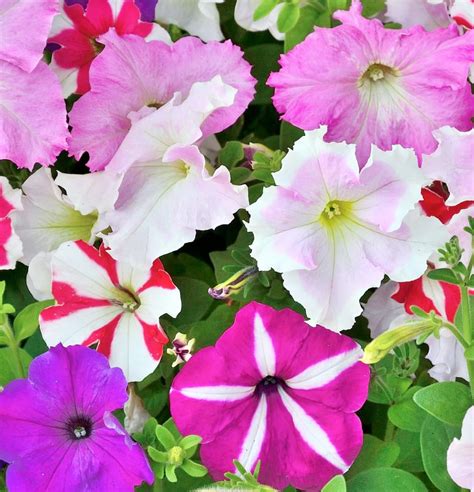 Mixed Petunia Hybrida Seeds Stf For Planting Perennial Hanging