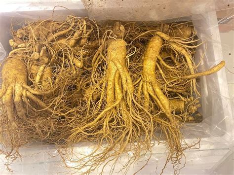 Korea Ginseng Hwang Pung... - Korea Ginseng Hwang Pung Jung 