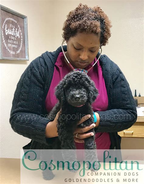 Beautiful Silver Goldendoodle Puppy Silvers Are Born Black And Lighten