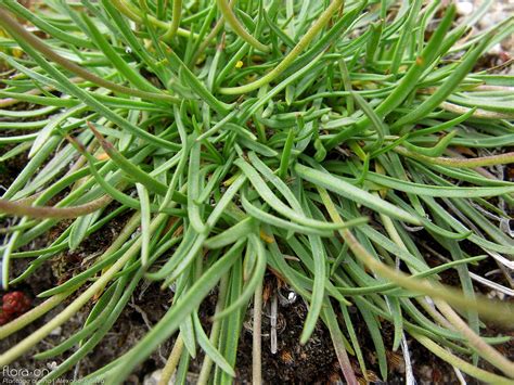 Plantago Alpina Flora On