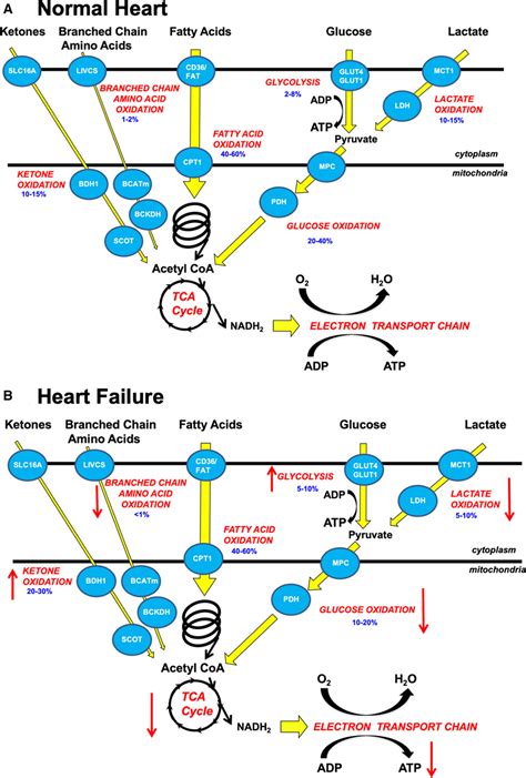 Cardiac Energy Metabolism In Heart Failure Circulation Research