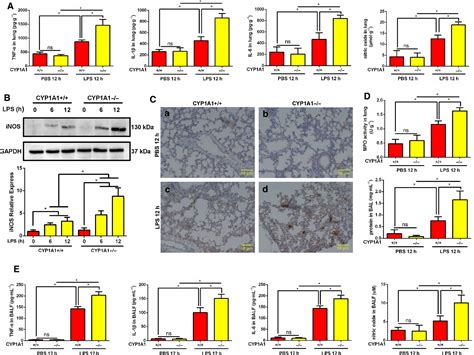 Knockout Of Cytochrome P450 1A1 Enhances Lipopolysaccharideinduced