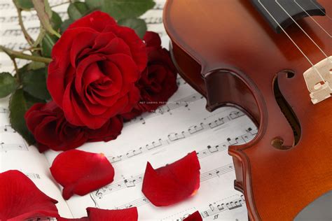 Violin Roses Wallpapers Top Free Violin Roses Backgrounds