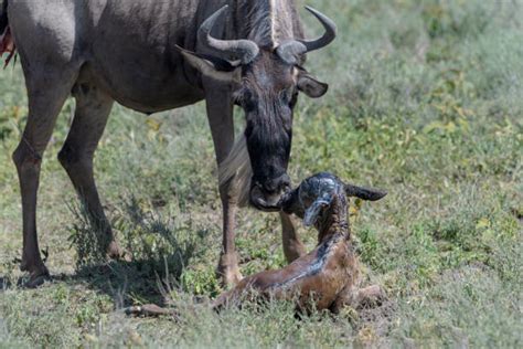 650+ Wildebeest Calves Stock Photos, Pictures & Royalty-Free Images ...