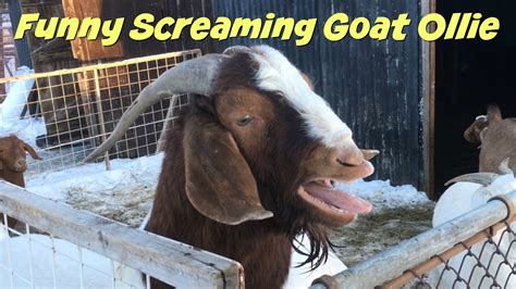 Funny Screaming Goat Ollie A Yelling Goats Video YouTube