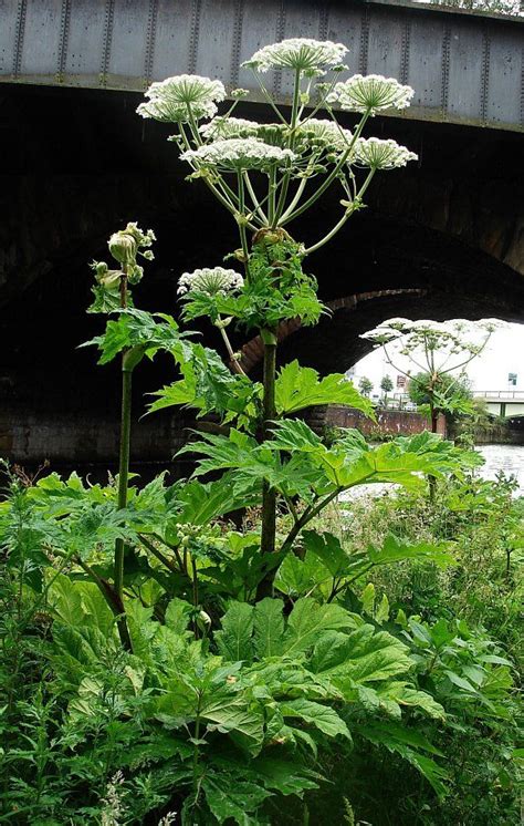 What Is Giant Hogweed And What Does The Toxic Plant Look Like Artofit