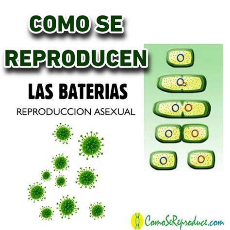 ¿cómo Se Reproducen Las Bacterias Como Se Reproduce