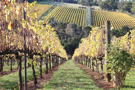 Mornington Peninsula Winery Tours