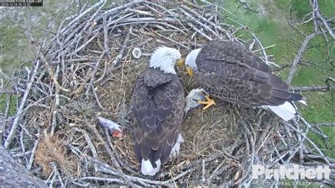 Swfl Eagles M Delivers More Fish Harriet Feeds Her Roly Poly E