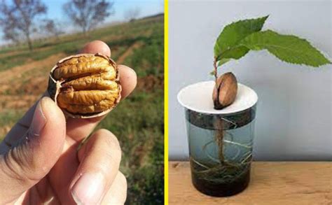 Cultivar Un Nogal Desde La Semilla Conecta Salud