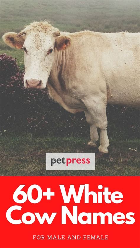 White Cow Names - 60+ Best Cow Names For White Cows