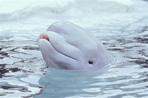 Beluga Whales Mating