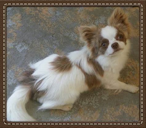 Deer Head Chihuahua Puppies For Sale In Louisiana - Pets Lovers