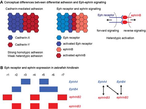 Frontiers Interplay Of Eph Ephrin Signalling And Cadherin Function In