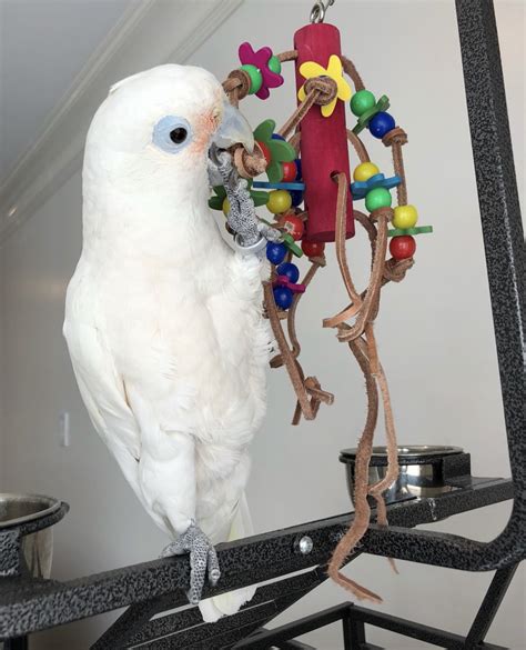 Goffin Cockatoos