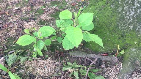 Grey Alder Saplings April 2019 YouTube