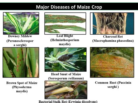 Major Diseases of Maize Crop