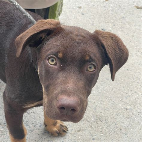 Labrador Mischling Hickory Hat Sein Zuhause Salva Hundehilfe E V