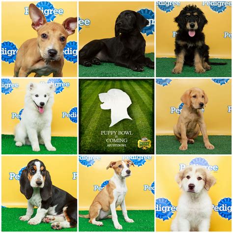 Who Won Puppy Bowl Mvp