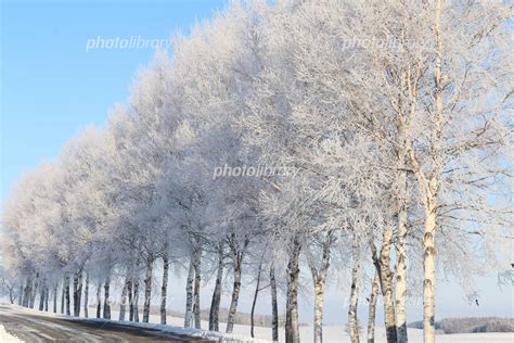 美瑛の丘の樹氷する並木道と空 写真素材 4868544 フォトライブラリー Photolibrary