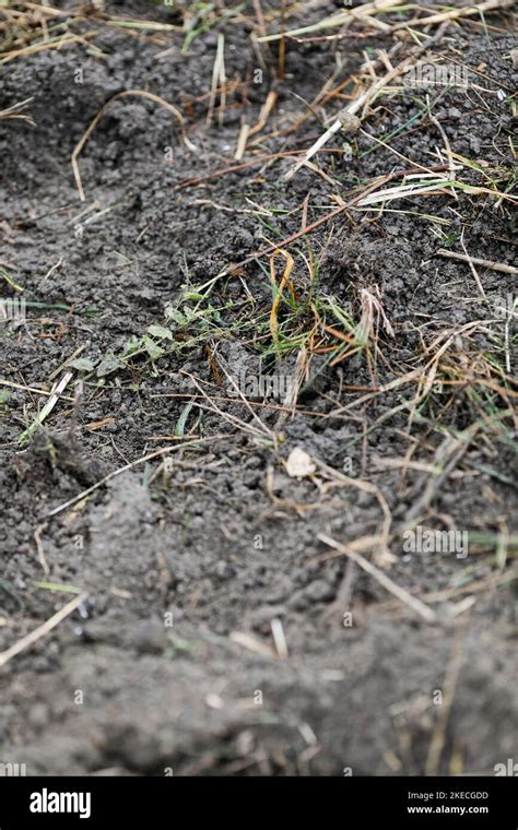 Shallow Depth Of Field Selective Focus Details With Soil During A