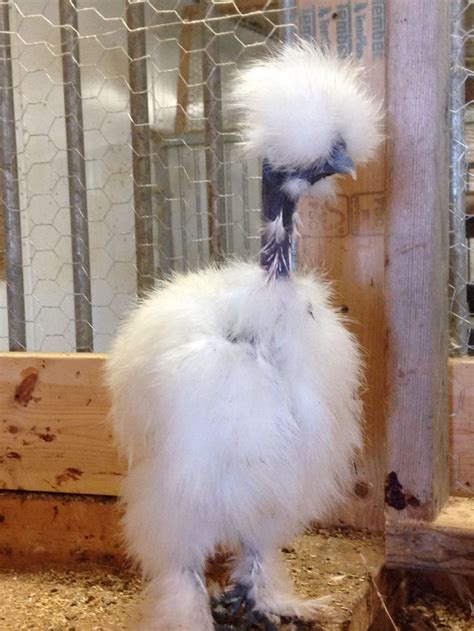 White Showgirl Rooster Silkie Chickens Fancy Chickens Chicken Humor